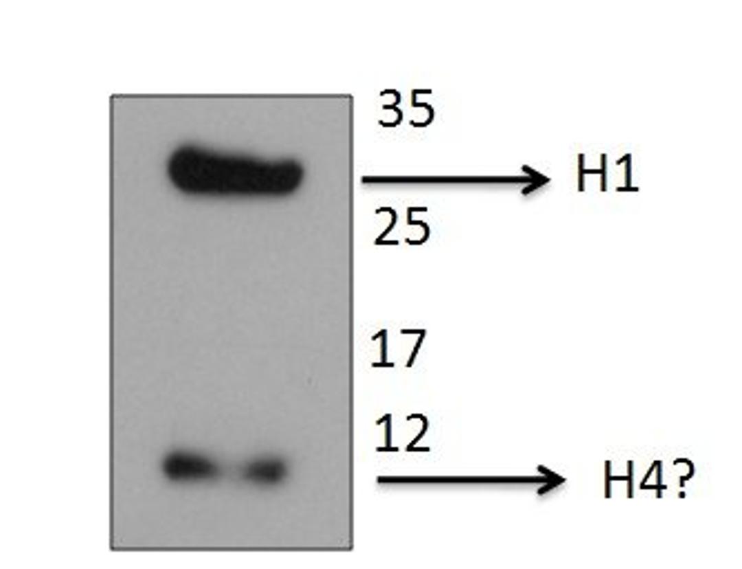 Histone H1 antibody worked well on rat cell extracts and detected a single band of expected size for histone H1 at ~30KDa. Also detected a smaller species of 10-12KDa, perhaps histone H4.