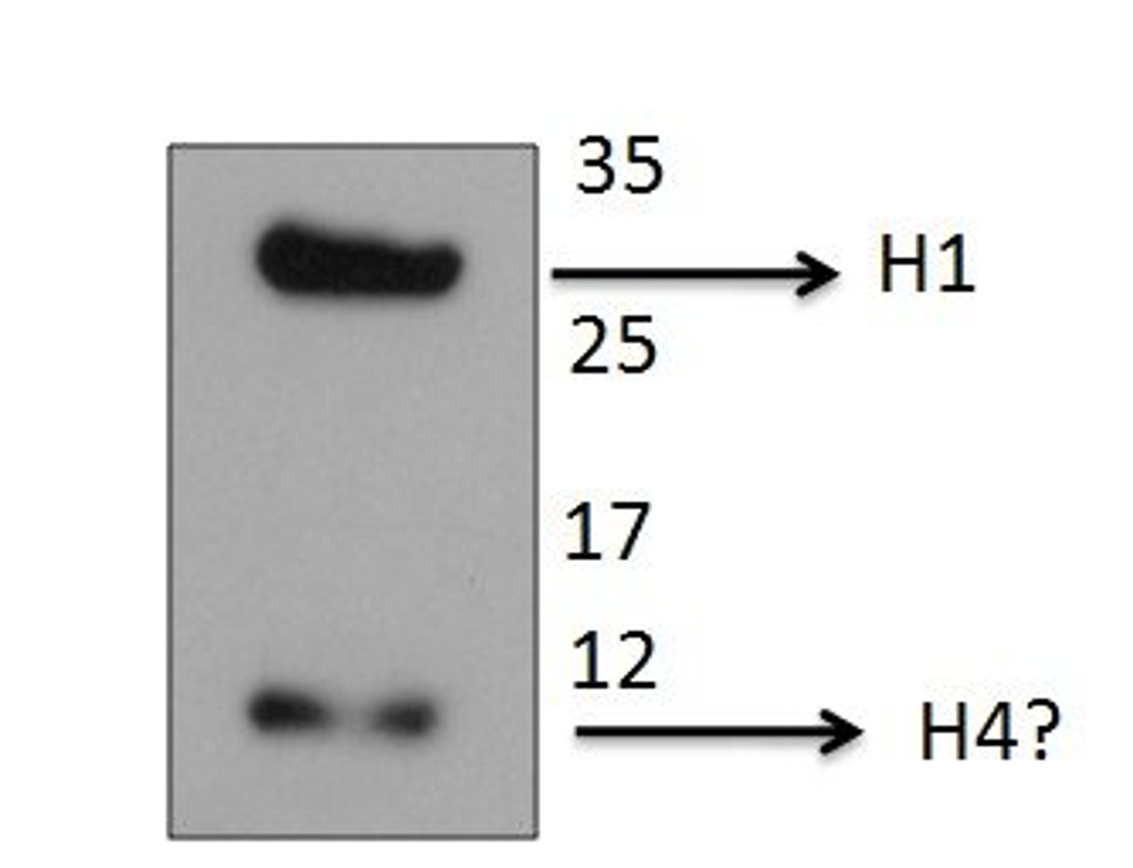 Histone H1 antibody worked well on rat cell extracts and detected a single band of expected size for histone H1 at ~30KDa. Also detected a smaller species of 10-12KDa, perhaps histone H4.