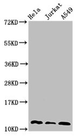 Western Blot. Positive WB detected in: Hela whole cell lysate, Jurkat whole cell lysate, A549 whole cell lysate. All lanes: TXN antibody at 3µg/ml. Secondary. Goat polyclonal to rabbit IgG at 1/50000 dilution. Predicted band size: 12, 10 kDa. Observed band size: 12 kDa