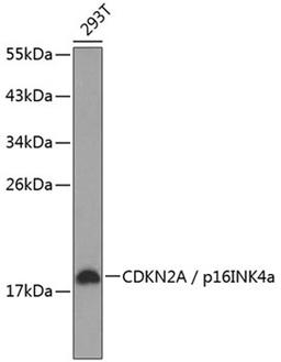 Western blot - CDKN2A / p16INK4a antibody (A11058)