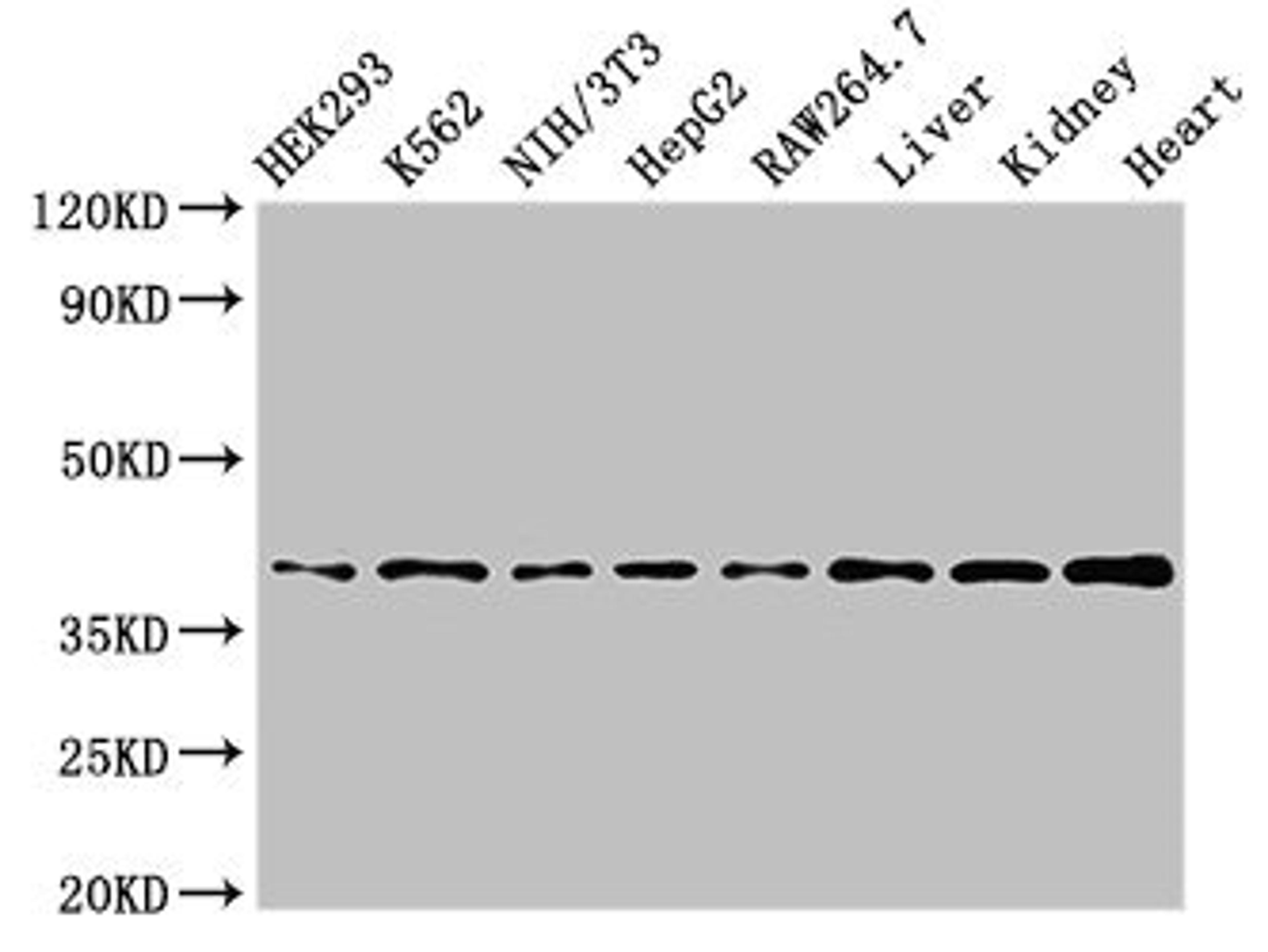 Western Blot. Positive WB detected in: HEK293 whole cell lysate, K562 whole cell lysate, NIH/3T3 whole cell lysate, HepG2 whole cell lysate, RAW264.7 whole cell lysate, Mouse liver tissue, Mouse kidney tissue, Rat heart tissue. All lanes: POLR1C antibody at 3ug/ml. Secondary. Goat polyclonal to rabbit IgG at 1/50000 dilution. Predicted band size: 40, 39 kDa. Observed band size: 40 kDa. 