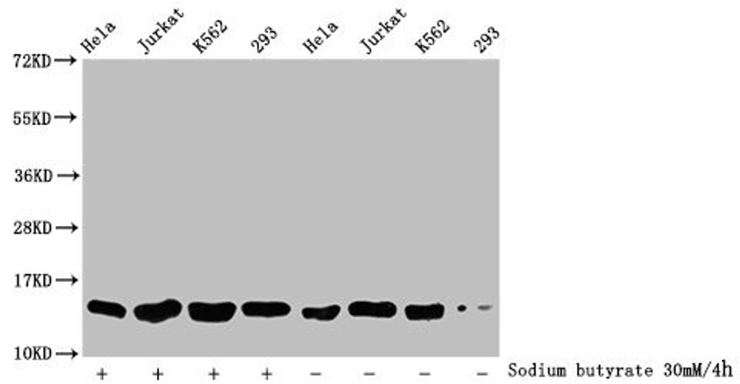 Western Blot. Detected samples: Hela whole cell lysate, Jurkat whole cell lysate, K562 whole cell lysate, 293 whole cell lysate; Untreated (-) or treated (+) with 30mM sodium butyrate for 4h. All lanes: HIST1H2BC antibody at 1:500. Secondary. Goat polyclonal to rabbit IgG at 1/40000 dilution. Predicted band size: 14 kDa. Observed band size: 14 kDa