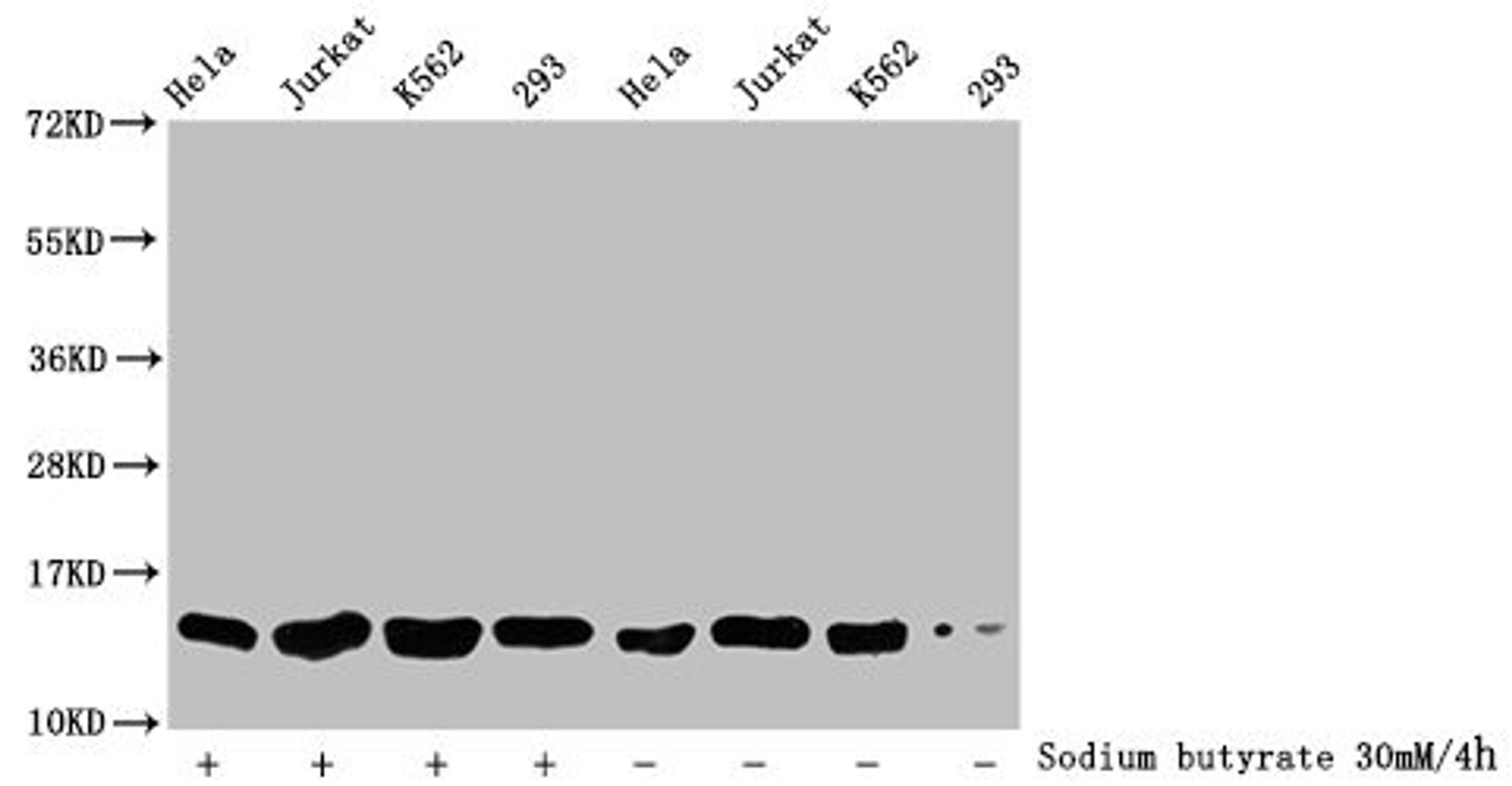 Western Blot. Detected samples: Hela whole cell lysate, Jurkat whole cell lysate, K562 whole cell lysate, 293 whole cell lysate; Untreated (-) or treated (+) with 30mM sodium butyrate for 4h. All lanes: HIST1H2BC antibody at 1:500. Secondary. Goat polyclonal to rabbit IgG at 1/40000 dilution. Predicted band size: 14 kDa. Observed band size: 14 kDa