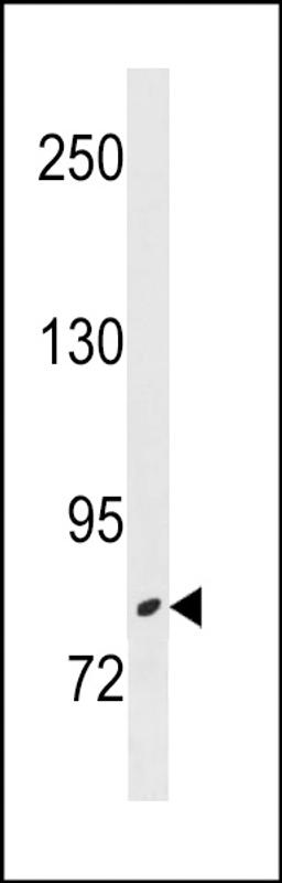 Western blot analysis in NCI-H460 cell line lysates (35ug/lane).