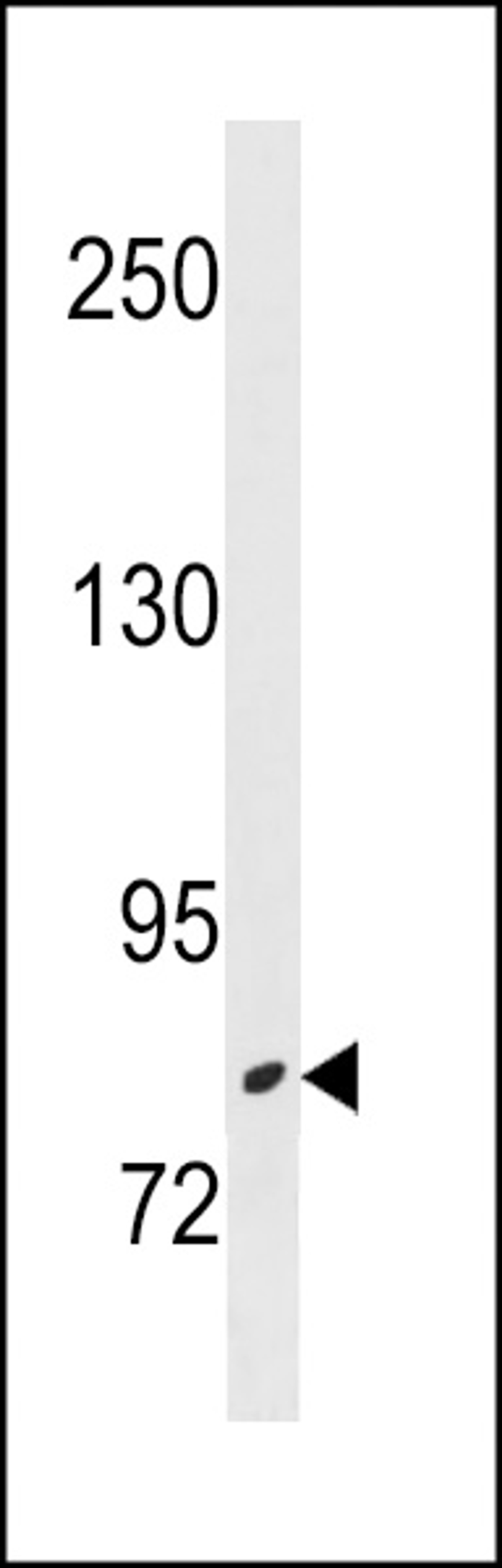 Western blot analysis in NCI-H460 cell line lysates (35ug/lane).