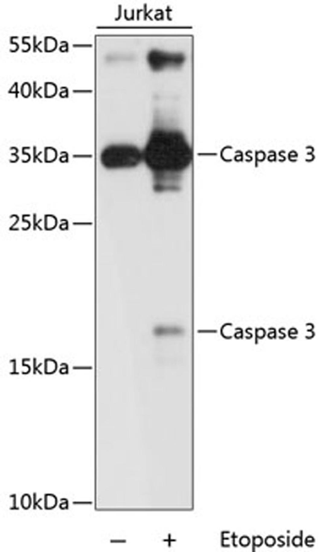 Western blot - Caspase-3 antibody (A2156)