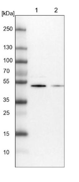 Western Blot: PHYHIPL Antibody [NBP1-84858] - Lane 1: NIH-3T3 cell lysate (Mouse embryonic fibroblast cells)<br/>Lane 2: NBT-II cell lysate (Rat Wistar bladder tumour cells)