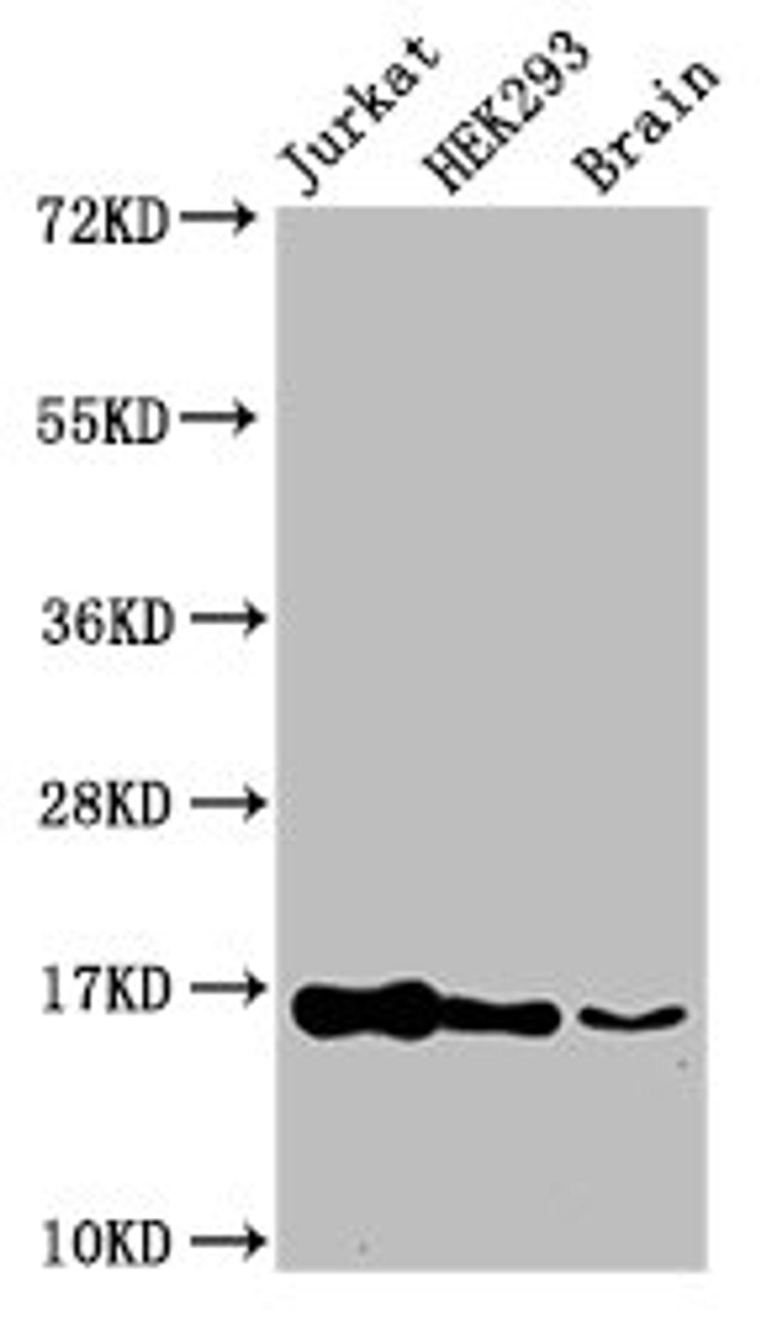Western Blot. Positive WB detected in: Jurkat cell acid extracts, HEK293 cell acid extracts, Mouse brain tissue. All lanes: HIST1H3A antibody at 1µg/ml. Secondary. Goat polyclonal to rabbit IgG at 1/50000 dilution. Predicted band size: 16 kDa. Observed band size: 16 kDa