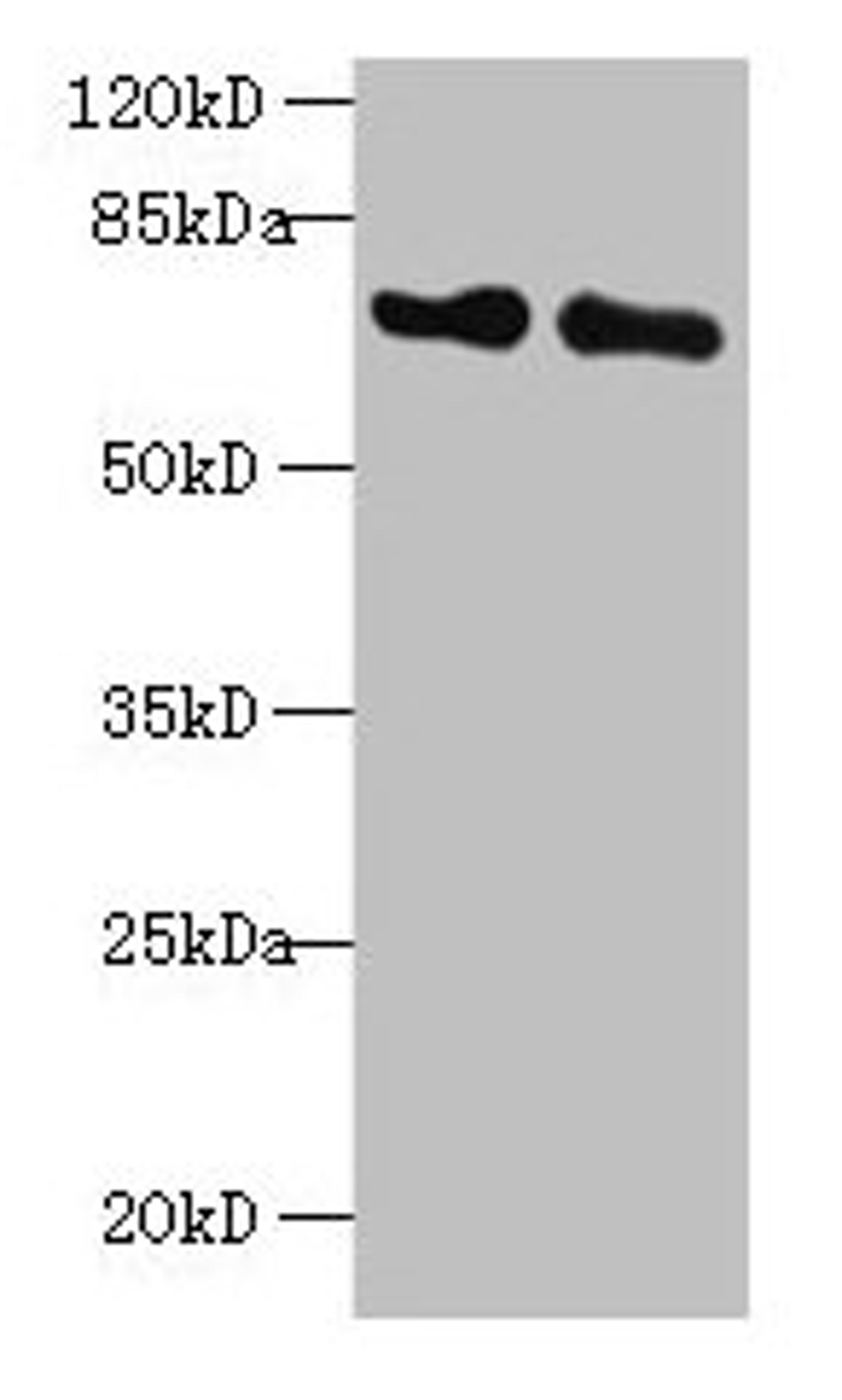 Western blot. All lanes: KEAP1 antibody at 2µg/ml. Lane 1: Mouse kidney tissue. Lane 2: NIH/3T3 whole cell lysate. Secondary. Goat polyclonal to rabbit IgG at 1/10000 dilution. Predicted band size: 70 kDa. Observed band size: 70 kDa