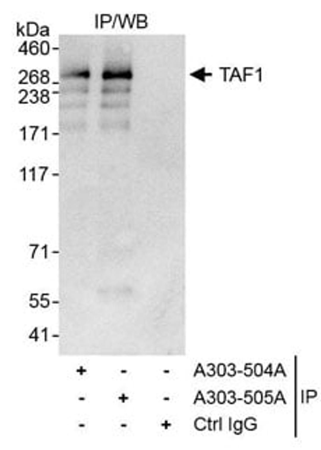 Detection of human TAF1 by western blot of immunoprecipitates.