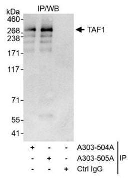 Detection of human TAF1 by western blot of immunoprecipitates.