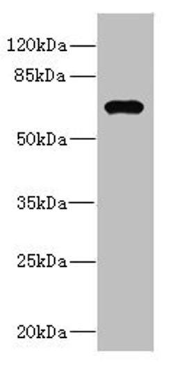 Western blot. All lanes: NRBP1 antibody at 1.99µg/ml + HepG2 whole cell lysate. Secondary. Goat polyclonal to rabbit IgG at 1/10000 dilution. Predicted band size: 60 kDa. Observed band size: 60 kDa