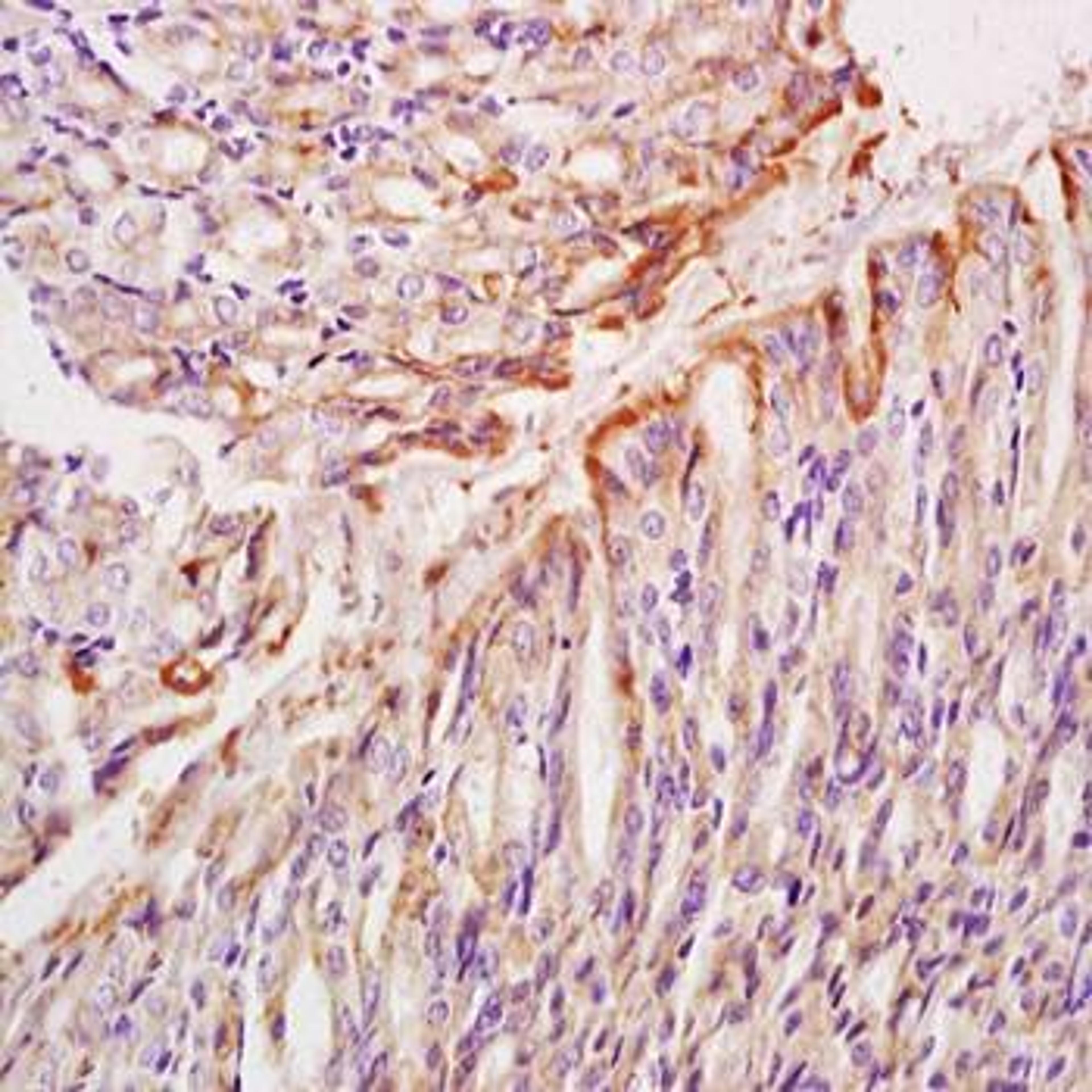 Immunohistochemical analysis of formalin-fixed and paraffin embedded mouse stomach tissue using Annexin A8 antibody