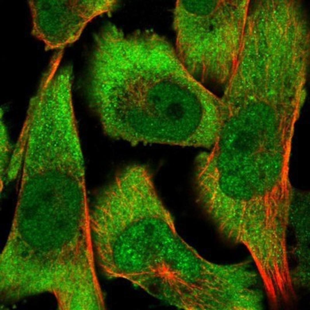 Immunocytochemistry/Immunofluorescence: COP9 Antibody [NBP1-85435] - Staining of human cell line U-251MG shows positivity in nucleus but not nucleoli & cytoplasm.