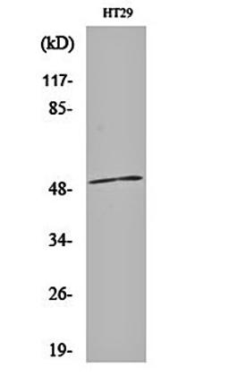 Western blot analysis of HT29 cell lysates using AR- beta 1 antibody