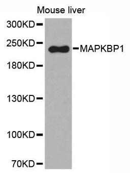 Western blot analysis of extracts of mouse liver tissue using MAPKBP1 antibody