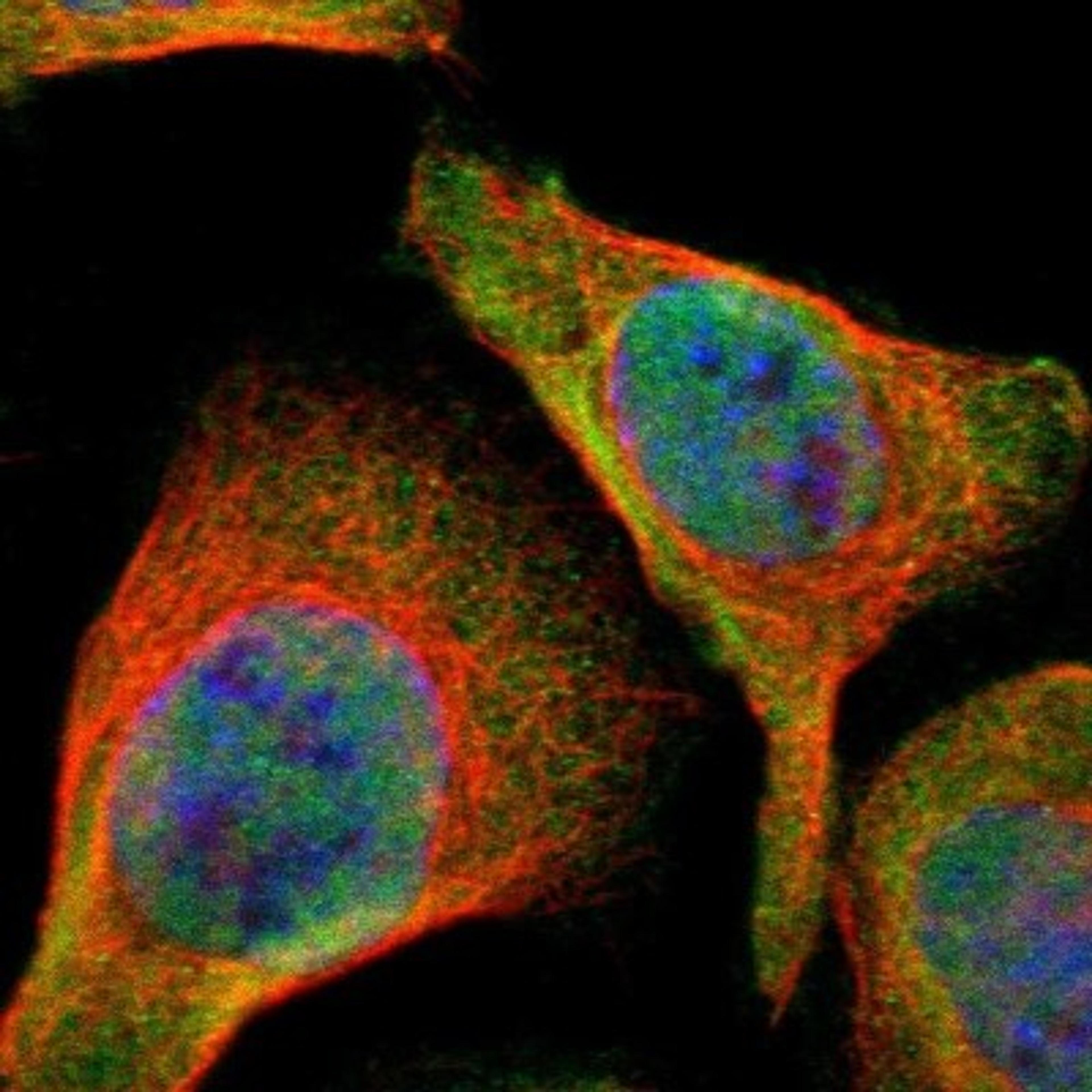 Immunocytochemistry/Immunofluorescence: ATG4C Antibody [NBP1-89043] - Staining of human cell line A-431 shows positivity in nucleus but not nucleoli & cytoplasm.