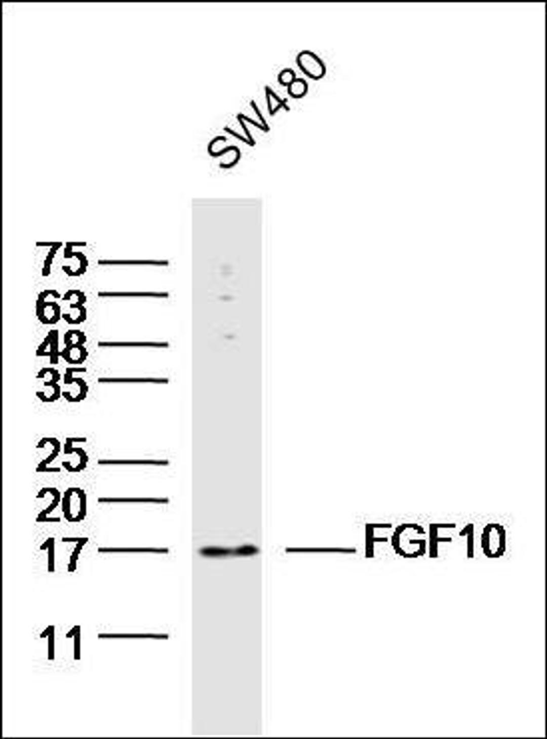 Western blot analysis of human cell Lysate (Lane 1) using FGF10 antibody.