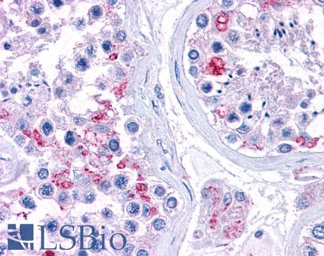 46-296 (3.75ug/ml) staining of paraffin embedded Human Testis. Steamed antigen retrieval with citrate buffer pH 6, AP-staining.