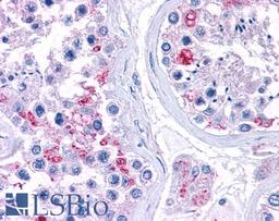 46-296 (3.75ug/ml) staining of paraffin embedded Human Testis. Steamed antigen retrieval with citrate buffer pH 6, AP-staining.