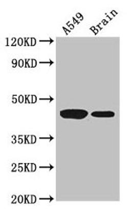 Western Blot. Positive WB detected in: A549 whole cell lysate, Mouse brain tissue. All lanes: AMT antibody at 3.5µg/ml. Secondary. Goat polyclonal to rabbit IgG at 1/50000 dilution. Predicted band size: 44, 38, 40, 42 kDa. Observed band size: 44 kDa