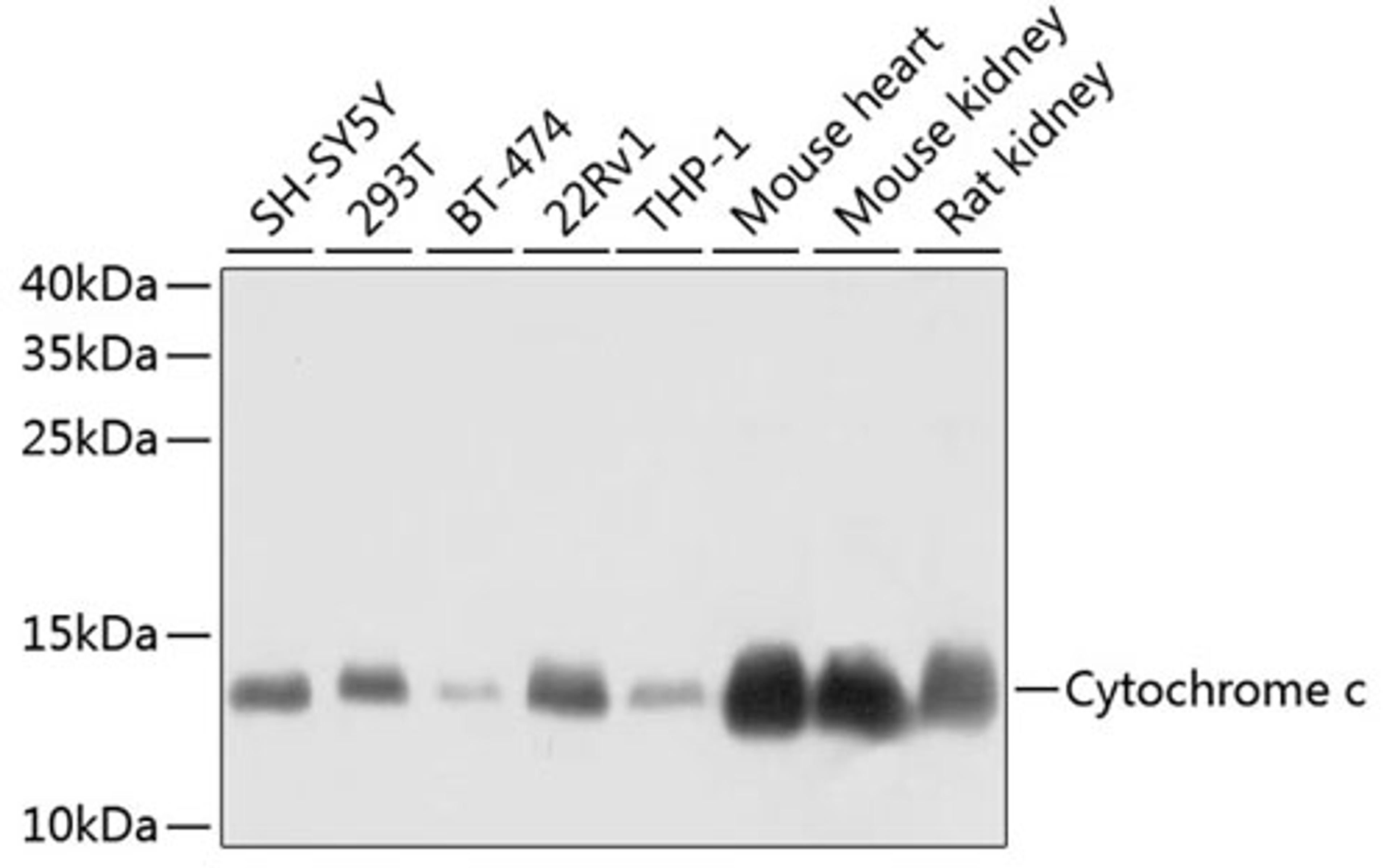 Western blot - Cytochrome c antibody (A13430)