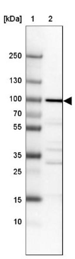 Western Blot: WDR59 Antibody [NBP1-82305] - Lane 1: Marker [kDa] 250, 130, 100, 70, 55, 35, 25, 15, 10<br/>Lane 2: Hep-G2