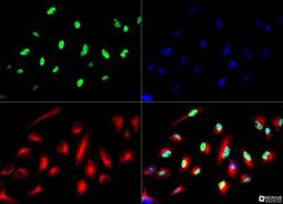 Immunocytochemistry/Immunofluorescence: YAP1 Antibody [NB110-58358] - The YAP antibody was tested in Hela cells at a 1:500 dilution against Dylight 488 (Green). Alpha tubulin and nuclei were counterstained against Dylight 550 (red) and DAPI (blue), respectively.