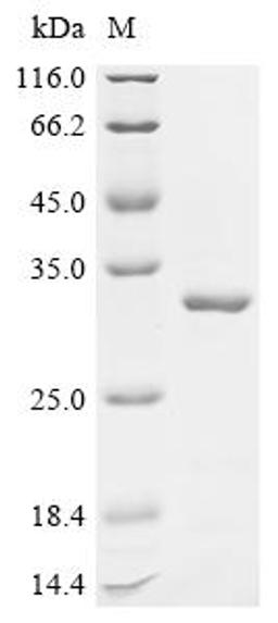 (Tris-Glycine gel) Discontinuous SDS-PAGE (reduced) with 5% enrichment gel and 15% separation gel.