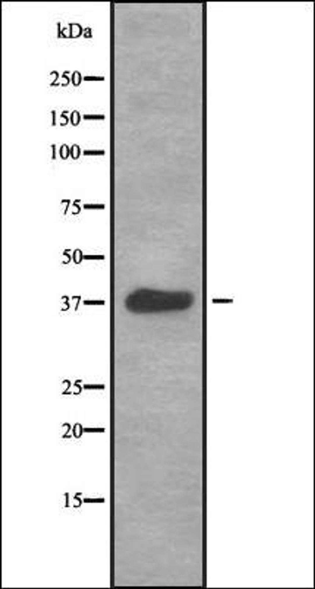 Western blot analysis of HEK293 cells using HSP77/76 antibody