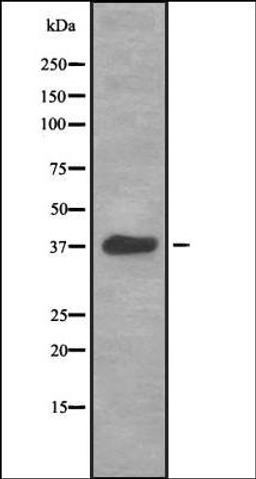 Western blot analysis of HEK293 cells using HSP77/76 antibody