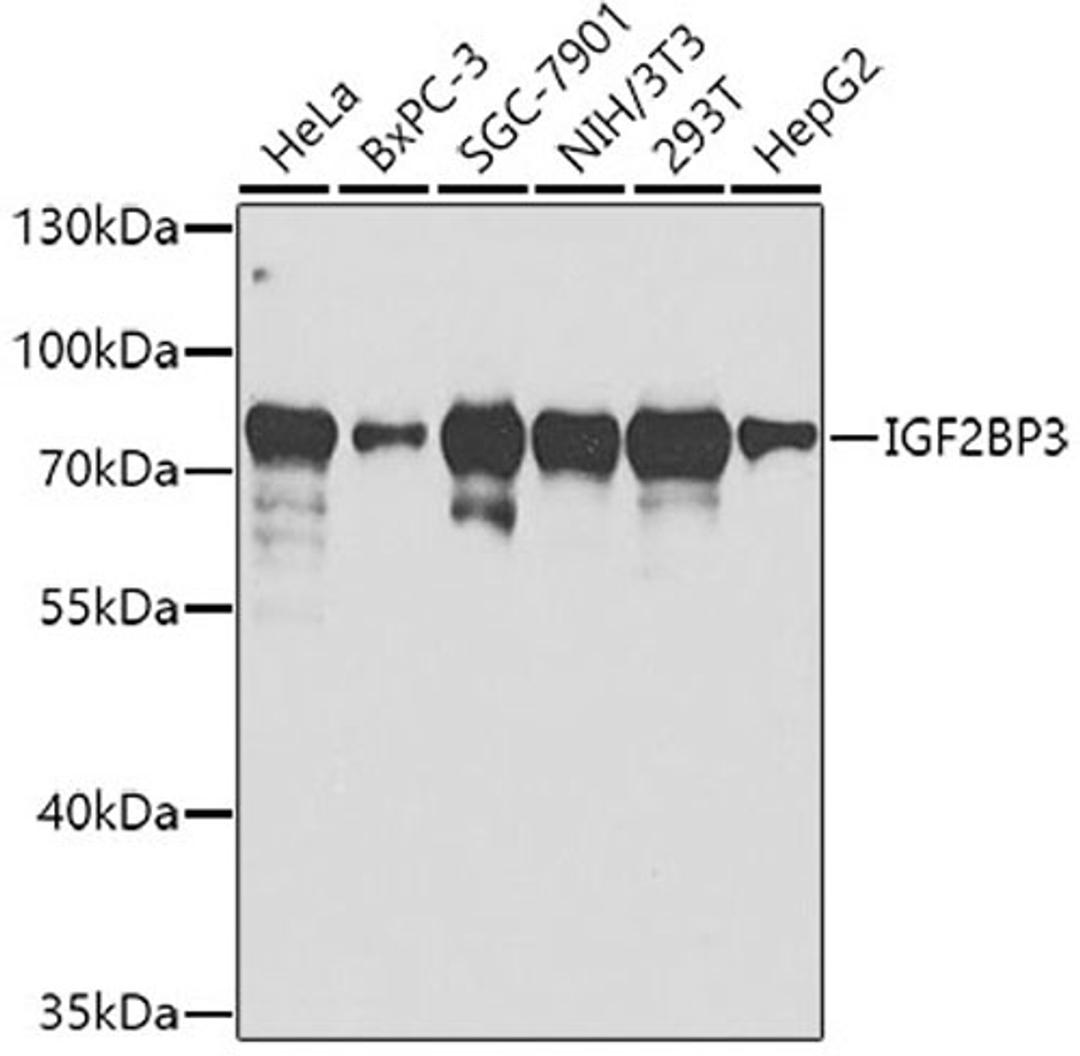 Western blot - IGF2BP3 antibody (A2750)