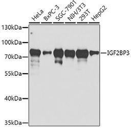 Western blot - IGF2BP3 antibody (A2750)