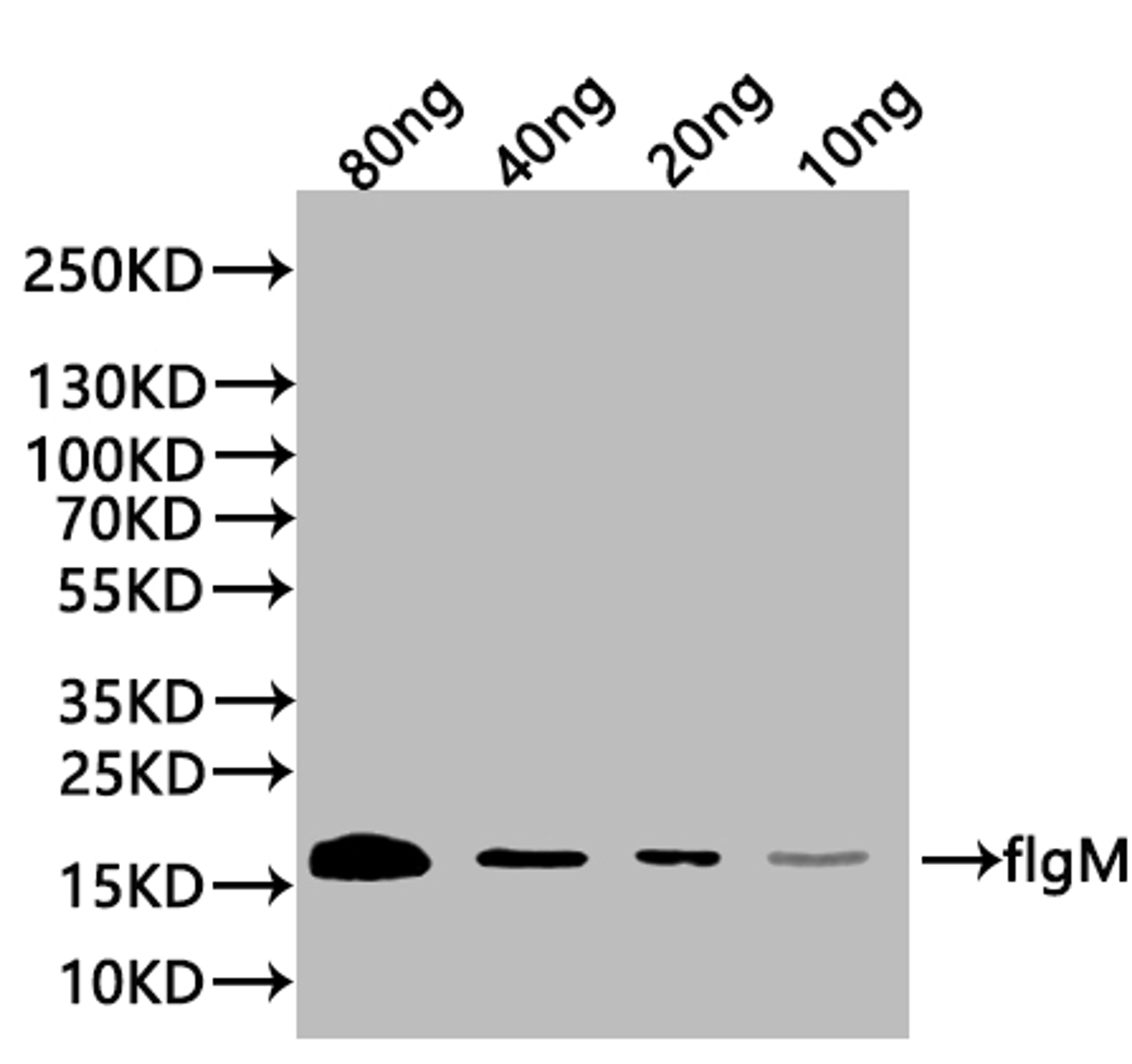Western Blot. Positive WB detected in: recombinant protein. All lanes:flgM Antibody at 1:1000. Secondary. Goat polyclonal to rabbit IgG at 1/20000 dilution. Predicted band size: 17 kDa. Observed band size: 17 kDa.
