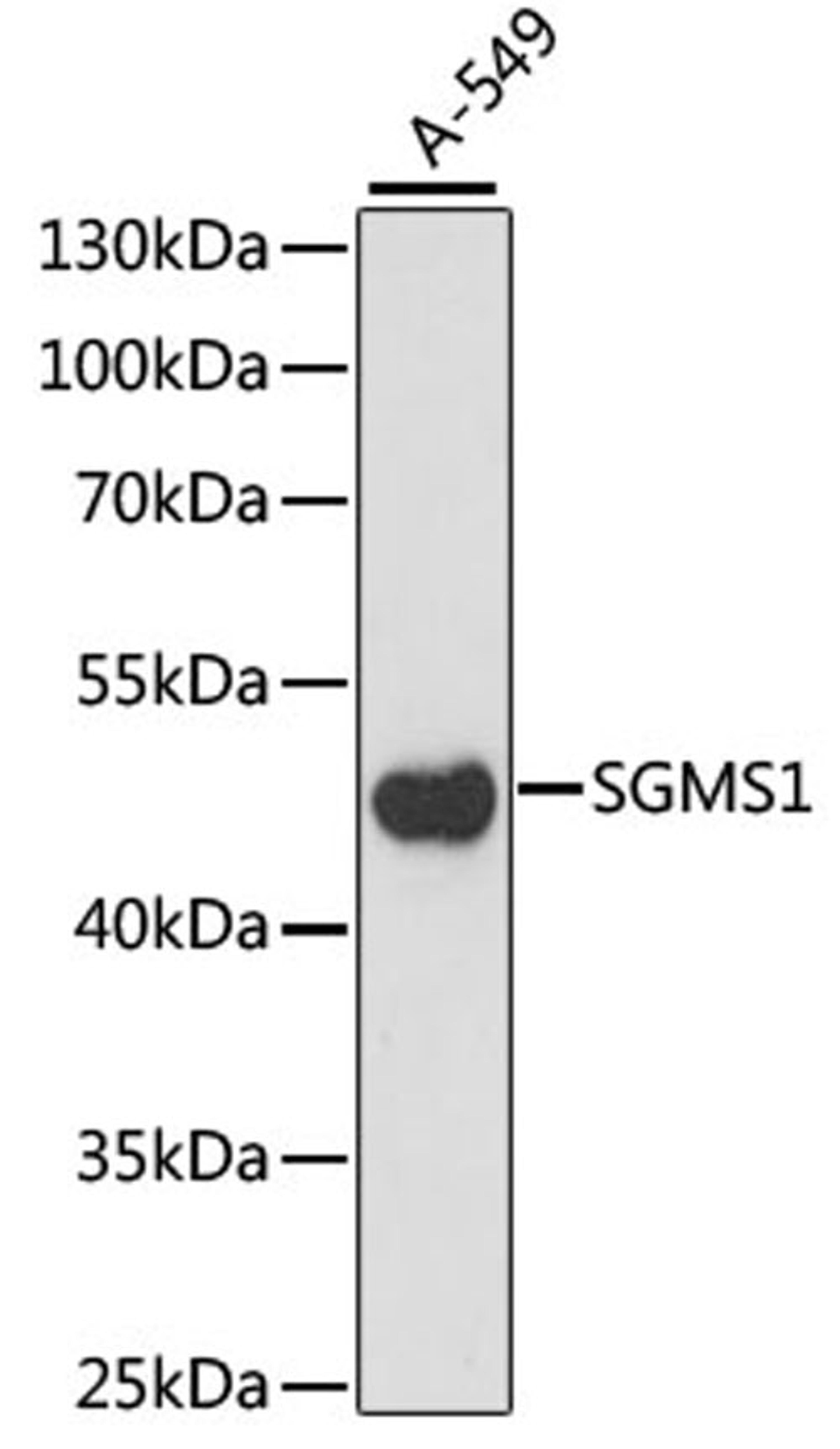 Western blot - SGMS1 antibody (A15008)