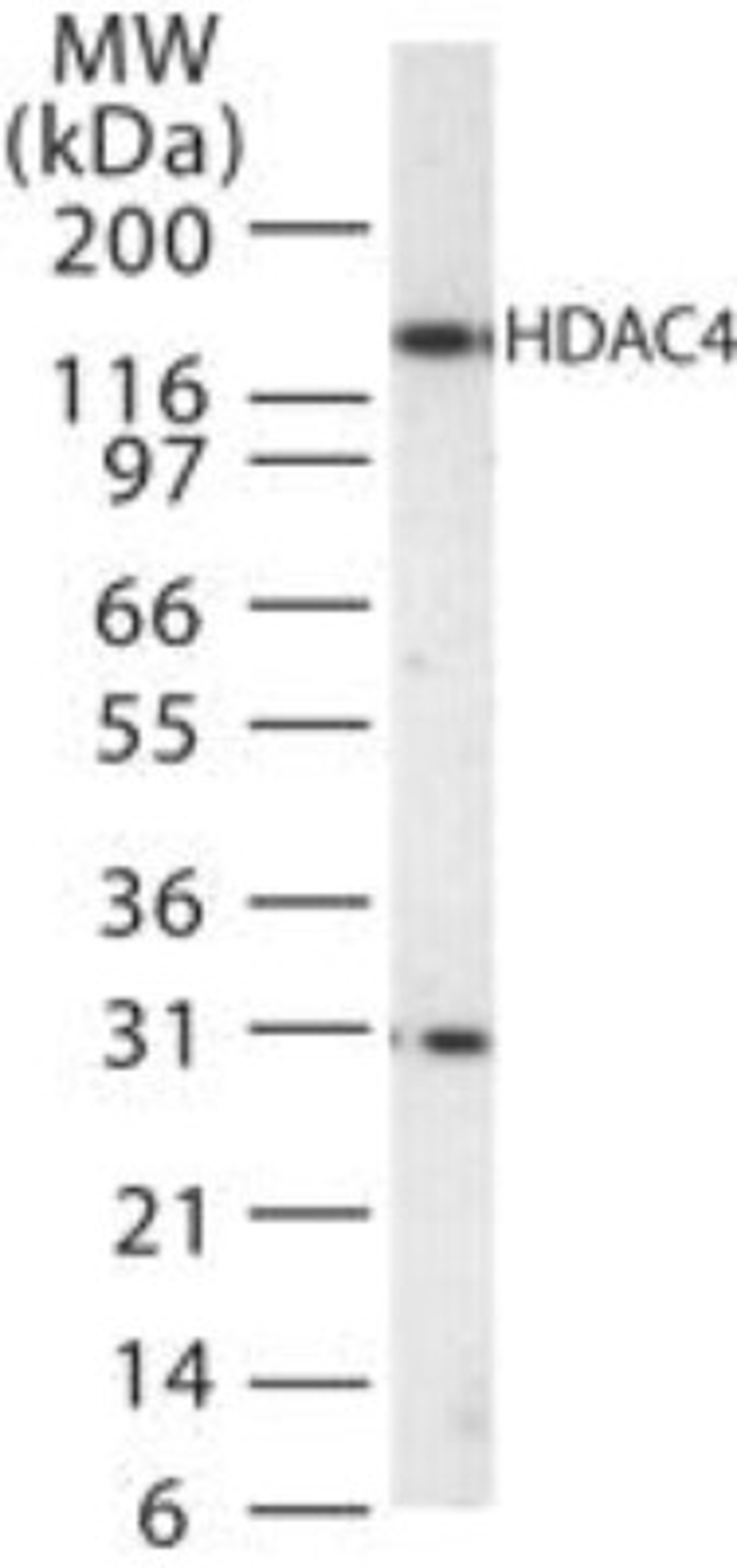 Western Blot: HDAC4 Antibody [NB100-56341] - analysis of HDAC-4 in Jurkat cell lysate with this antibody.