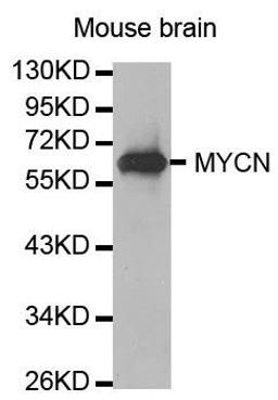 Western blot analysis of extracts of Mouse brain using N-Myc antibody