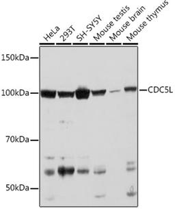 Western blot - CDC5L Rabbit mAb (A9527)