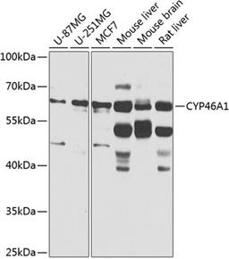 Western blot - CYP46A1 antibody (A8573)