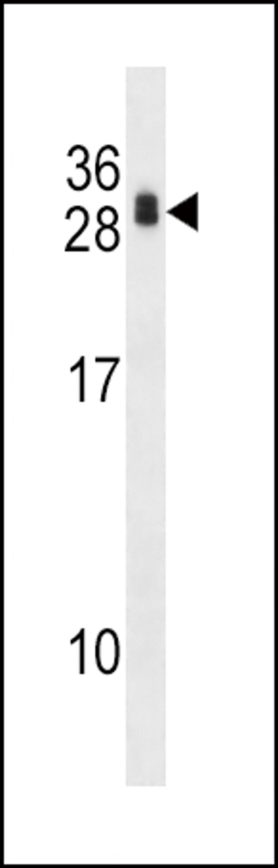 Western blot analysis in 293 cell line lysates (35ug/lane).