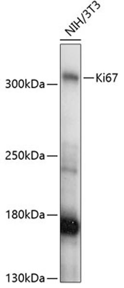 Western blot - Ki67 antibody (A16919)