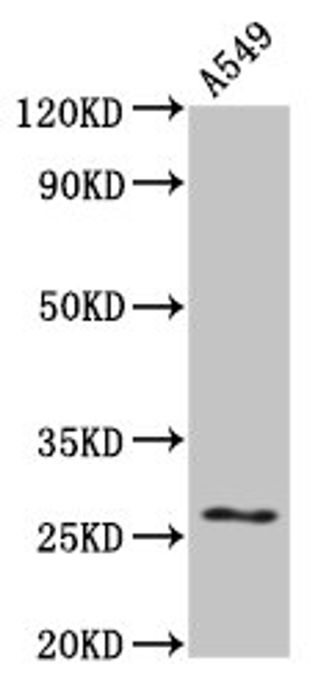 Western Blot. Positive WB detected in: A549 whole cell lysate. All lanes: HSPB1 antibody at 4ug/ml. Secondary. Goat polyclonal to rabbit IgG at 1/50000 dilution. Predicted band size: 23 kDa. Observed band size: 27 kDa.