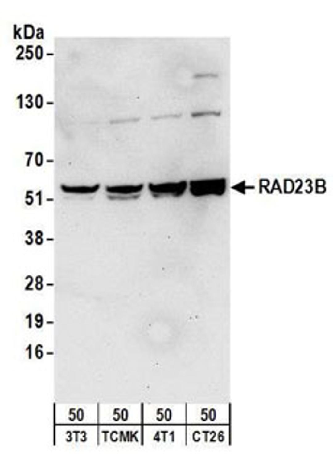 Detection of mouse RAD23B by western blot.