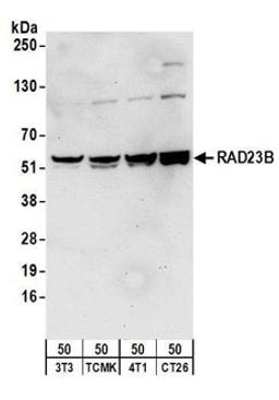 Detection of mouse RAD23B by western blot.