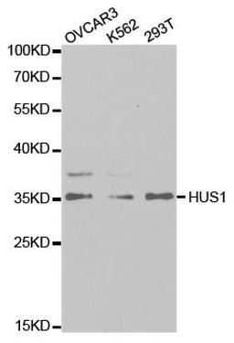 Western blot analysis of extracts of various cell lines using HUS1 antibody