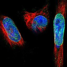 Immunocytochemistry/Immunofluorescence: SYNE1 Antibody [NBP1-89349] - Staining of human cell line U-251MG shows positivity in nucleus but not nucleoli & nuclear membrane.