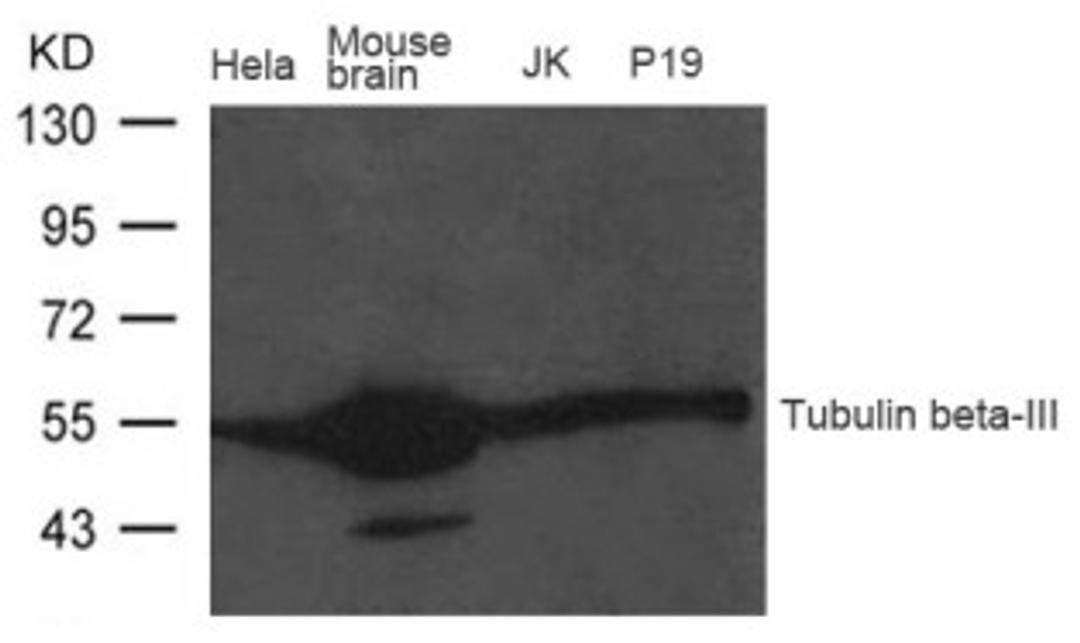 Western blot analysis of extract from Mouse brain tissue, HeLa, JK and P19 cells using Tubulin beta-III Antibody.