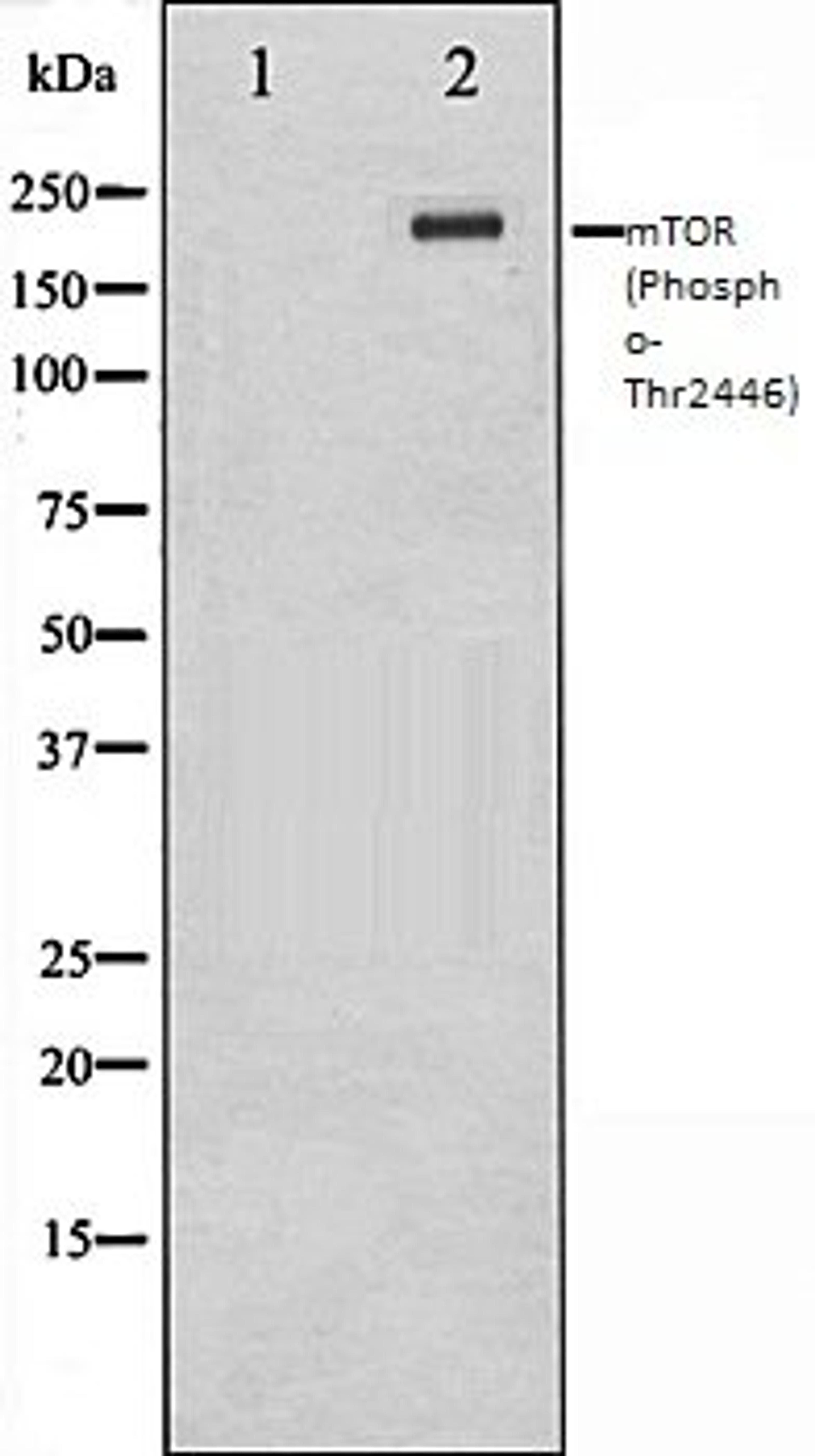 Western blot analysis of NIH-3T3 whole cell lysates using mTOR (Phospho-Thr2446) antibody, The lane on the left is treated with the antigen-specific peptide.