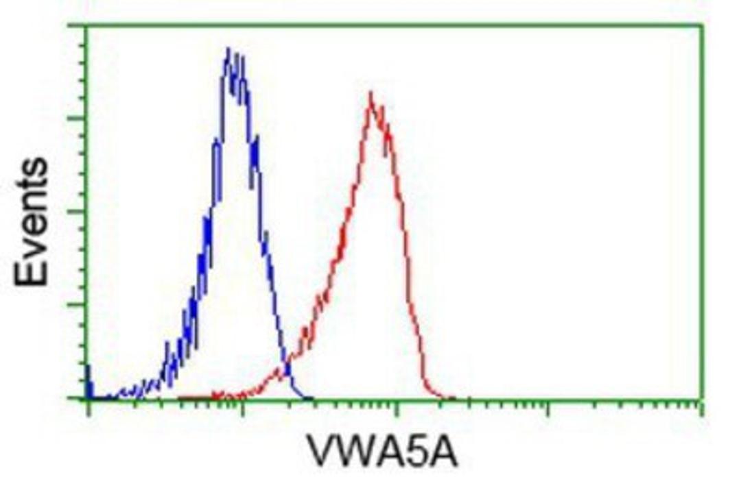 Flow Cytometry: Breast cancer suppressor candidate 1 Antibody (3D6) [NBP2-02898] - Analysis of Hela cells, using anti-Breast cancer suppressor candidate 1 antibody, (Red), compared to a nonspecific negative control antibody (Blue).