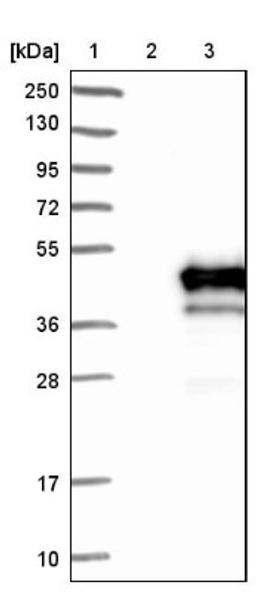 Western Blot: PDCL Antibody [NBP1-85079] - Lane 1: Marker [kDa] 250, 130, 95, 72, 55, 36, 28, 17, 10<br/>Lane 2: Negative control (vector only transfected HEK293T lysate)<br/>Lane 3: Over-expression lysate (Co-expressed with a C-terminal myc-DDK tag (~3.1 kDa) in mammalian HEK293T cells, LY417342)